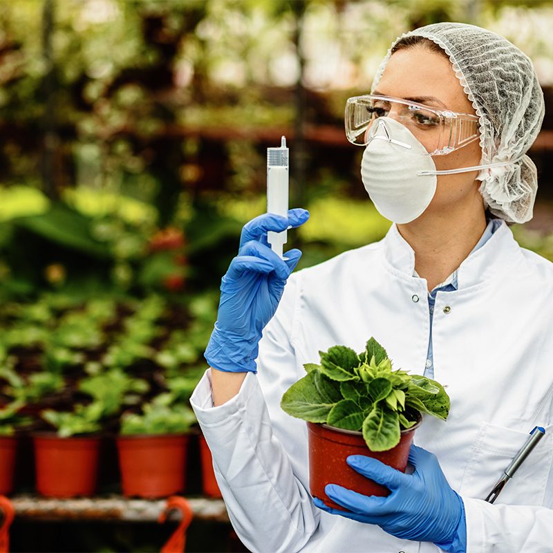 Female scientist using syringe while treating plants in a greenhouse.