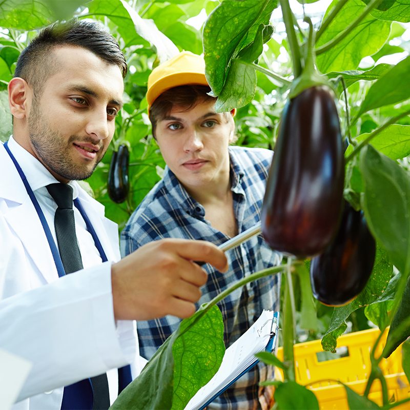 Professional selectionist showing new sort of aubergines to young worker of greenhouse